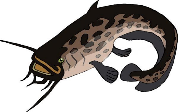 Сом на прозрачном фоне