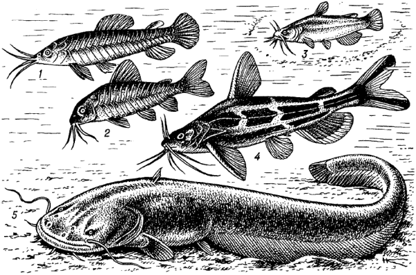 Сомообразные строение