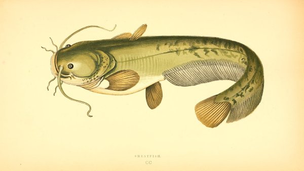 Туркестанский сомик