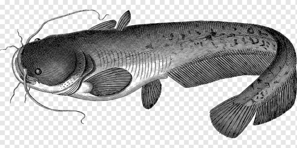 Туркестанский сомик рыба