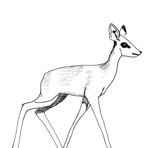 Косуля раскраска