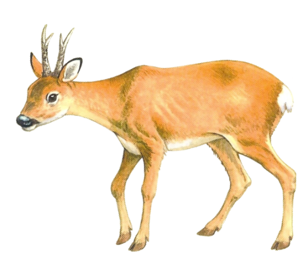 Косуля рисунок