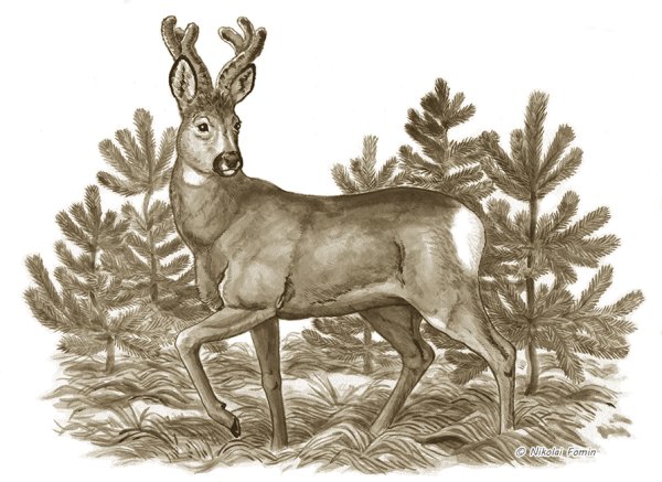 Сибирская косуля Гуран