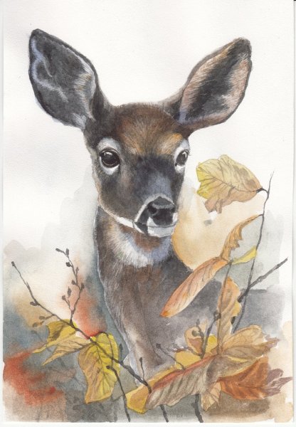 Косуля портрет