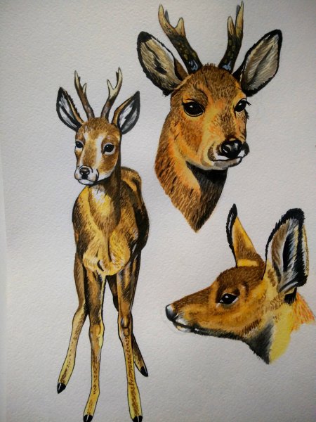 Косуля карандашом