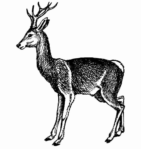 Нарисовать косулю