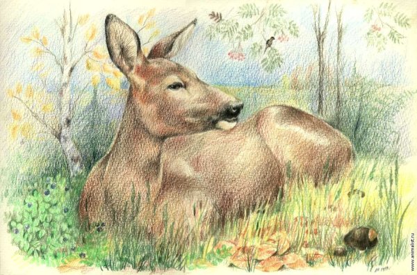 Карандаши цветные "животные"