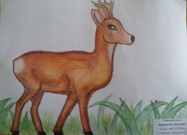 Рисование косули для детей