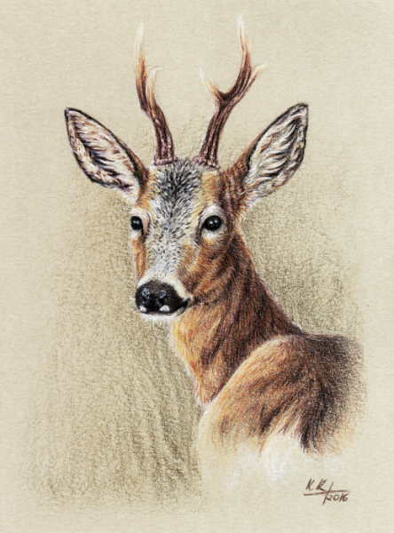 Косуля акварель