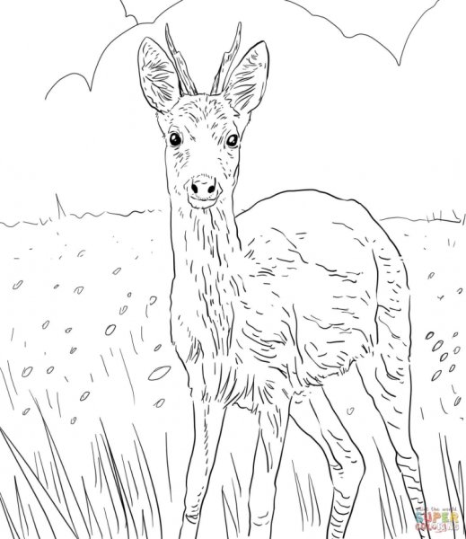 Косуля раскраска для детей