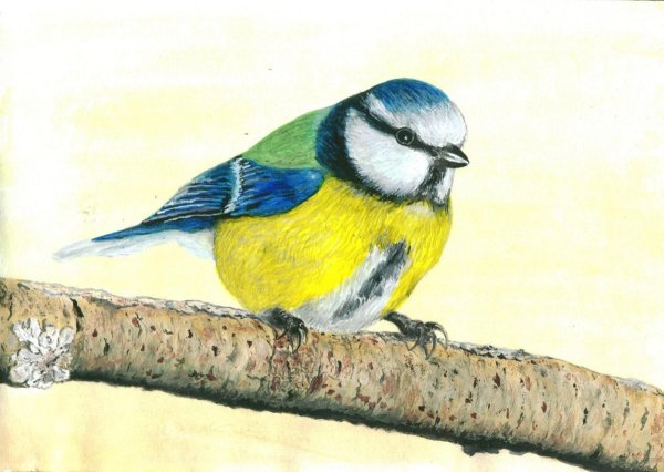 Синичка лазоревка рисунок