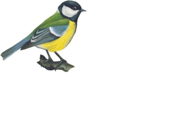 Синица рисунок