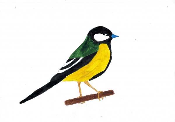 Птицы цветными карандашами