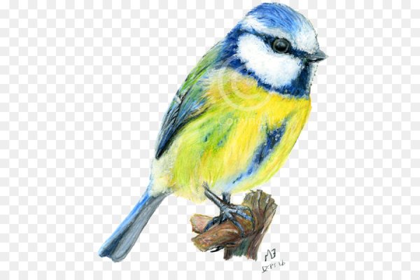 Синица narisovat