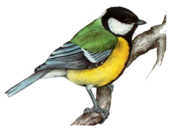 Синица для детей