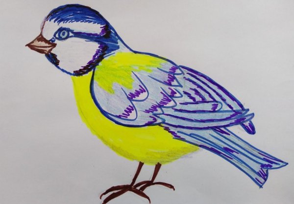 Синица на белом фоне