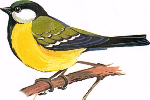 Синица цветными карандашами