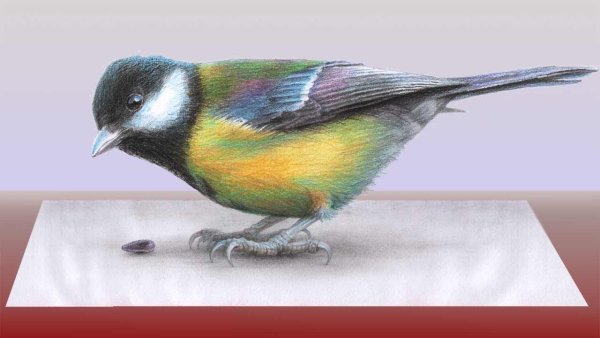 Синица птица на белом фоне