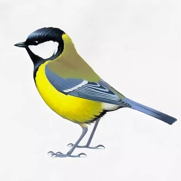 Обыкновенная лазоревка рисунок