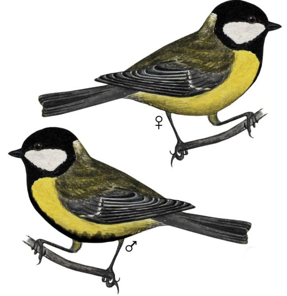 Синички мультяшные