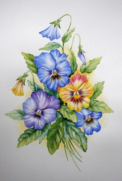 Анютины глазки акварелью