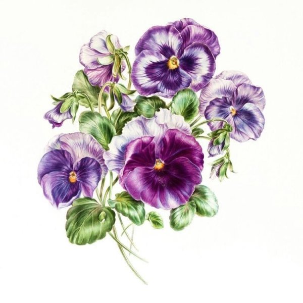 Ботаническая акварель Анютины глазки