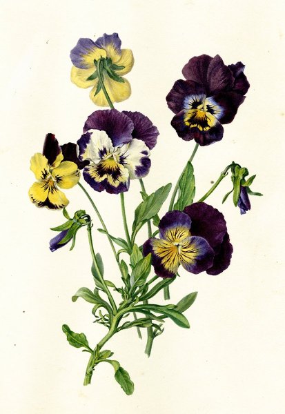Фиалка трехцветная гербарий