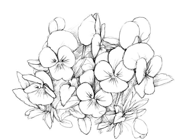 Рисунки цветов карандашом