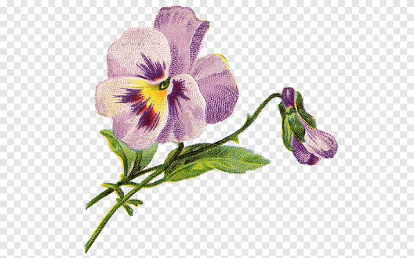 Анютины глазки Ботаническая иллюстрация