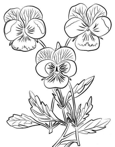 Раскраски Анютины глазки цветы