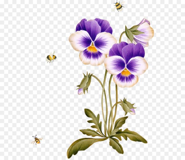 Фиалка трёхцветная Ботанический рисунок