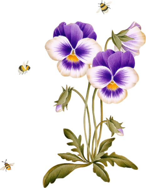 Анютины глазки акварелью