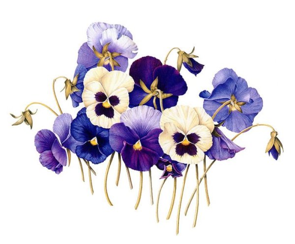 Анютины глазки