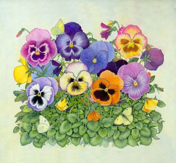 Виола Анютины глазки иллюстрация