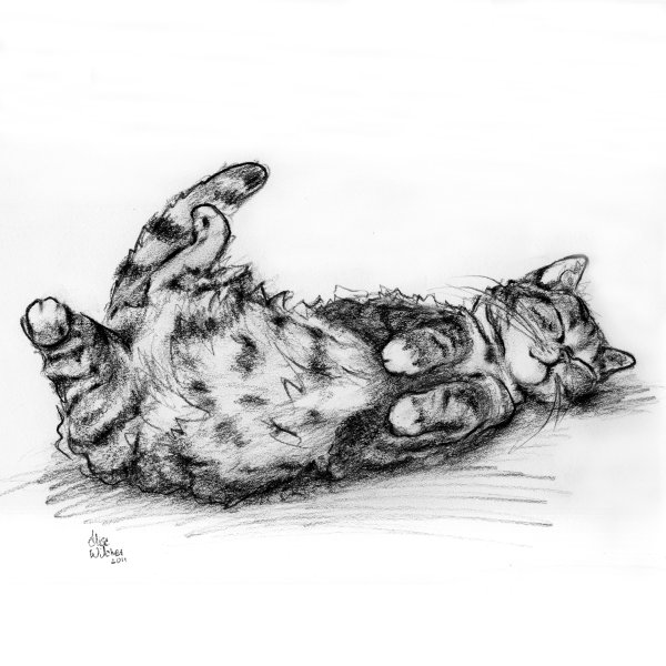 Котенок набросок