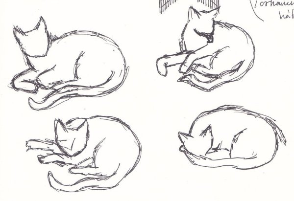 Кот спит референс