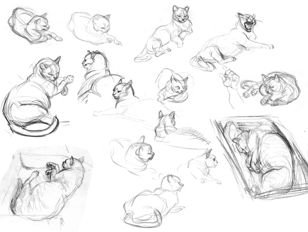 Зарисовки кошек