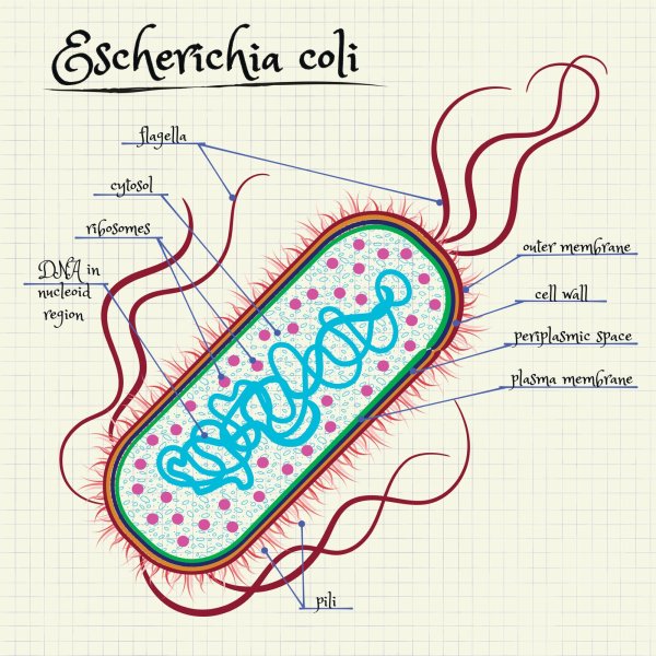 Бактерия кишечная палочка строение