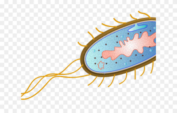 Прокариотическая клетка без подписей