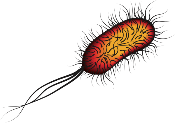 Escherichia coli на белом фоне