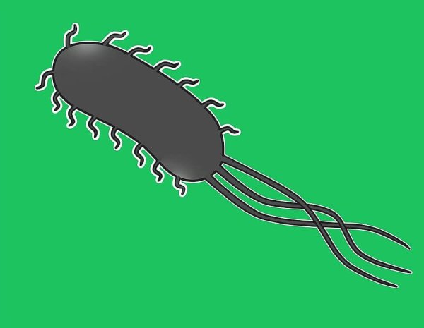 Бактерия кишечной палочки Escherichia coli