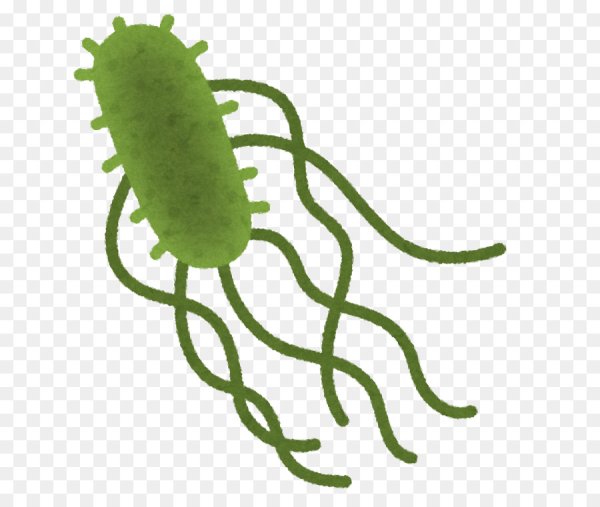 Бактерия Escherichia coli