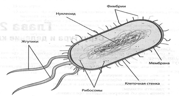 Бактерия кишечная палочка строение