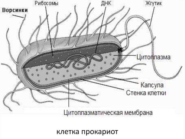 Клетки бактерии кишечной палочки строение