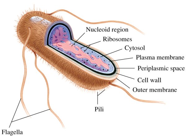 Escherichia coli строение