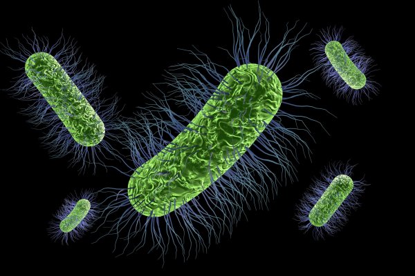 Giant Microbes кишечная палочка