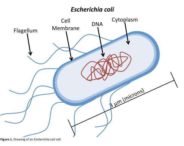 Escherichia coli антигены