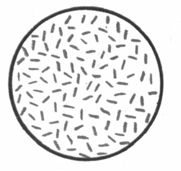 Палочки бактерии микробиология