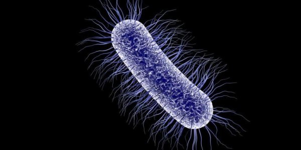 Эшерихии палочковидные