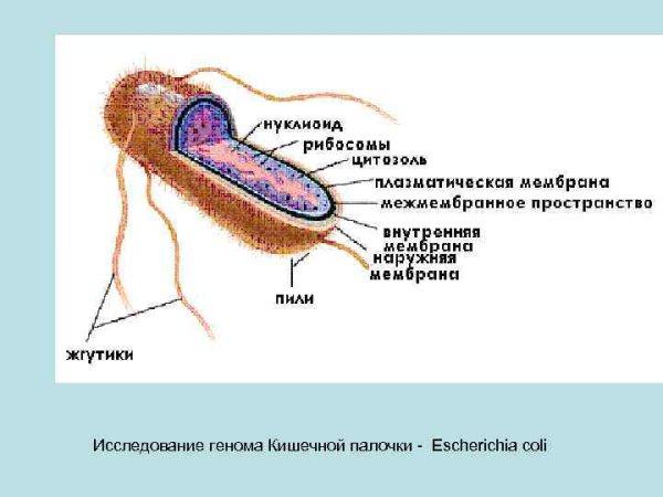 Бактерия кишечная палочка строение